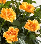 Autumn Harvest Rose
