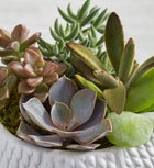 Pumpkin Succulent Garden