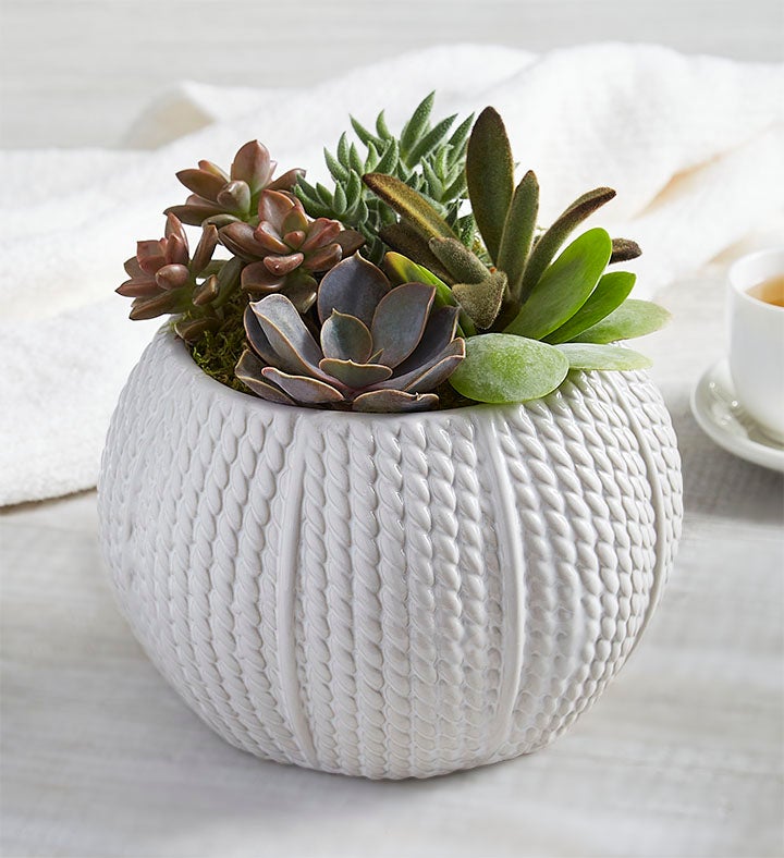 Pumpkin Succulent Garden