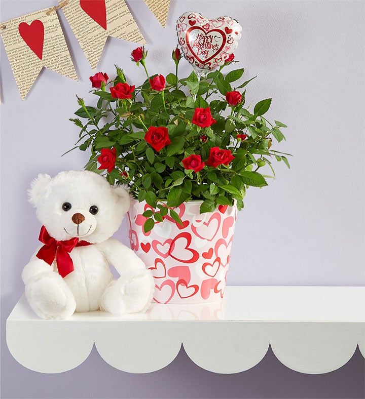 Bundle of Love Rose Plant
