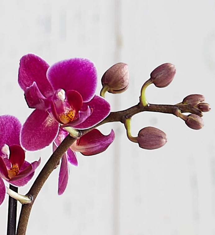 I Love You, Mom Mini Orchid