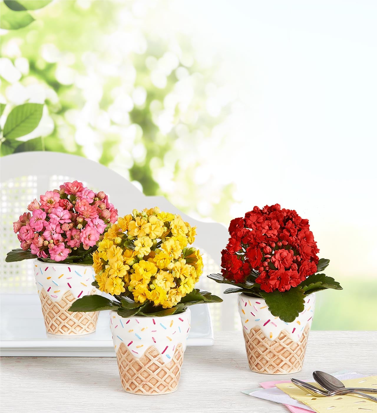 Sweet Treat Mini Plant Trio