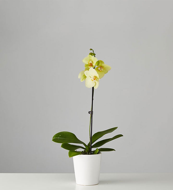 Phalaenopsis Orchid: Yellow