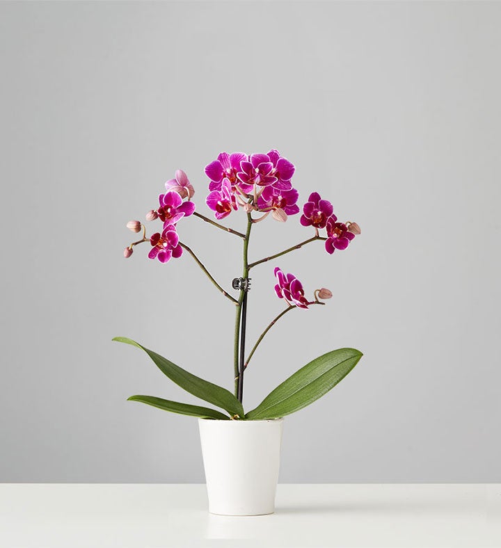 Phalaenopsis Orchid: Purple