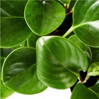 Baby Rubber Plant (Peperomia)