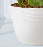 Baby Rubber Plant (Peperomia)