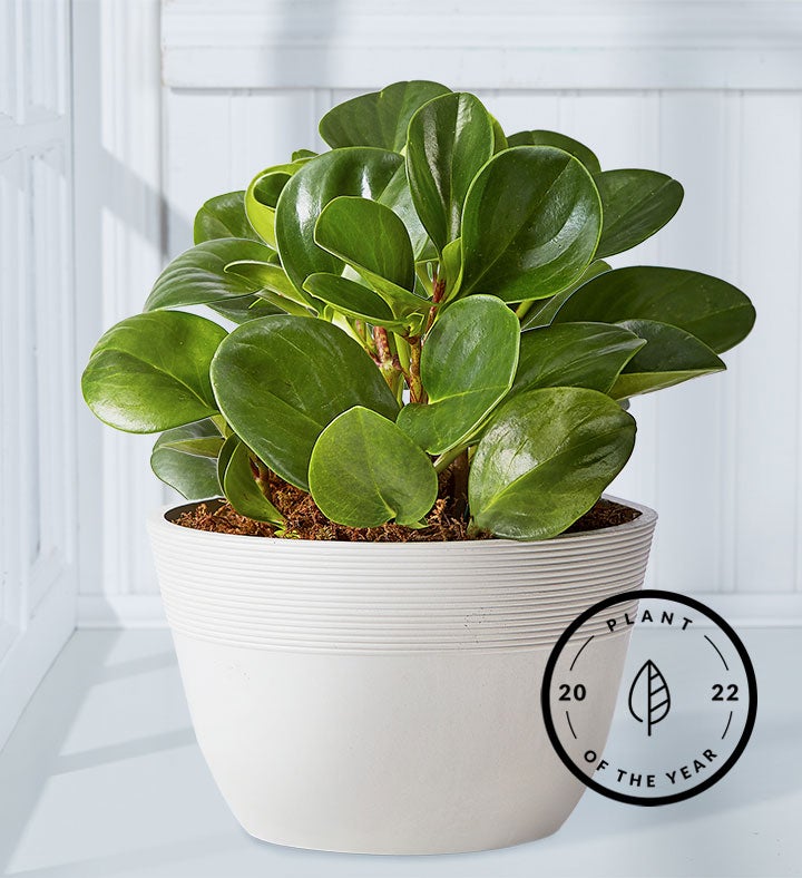 Baby Rubber Plant Peperomia