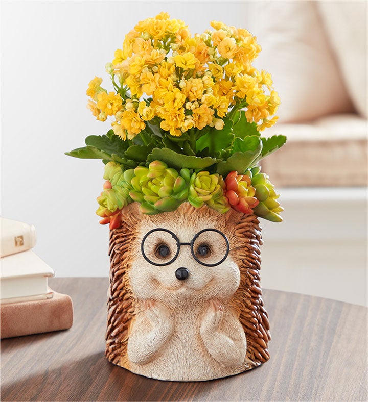 Harold The Hedgehog™