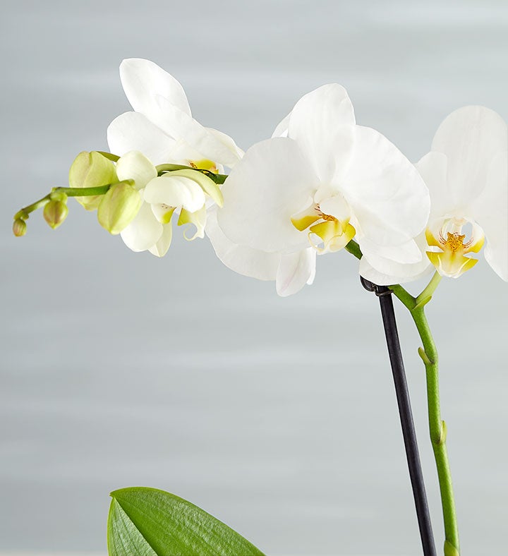 Blooming Memories Orchid