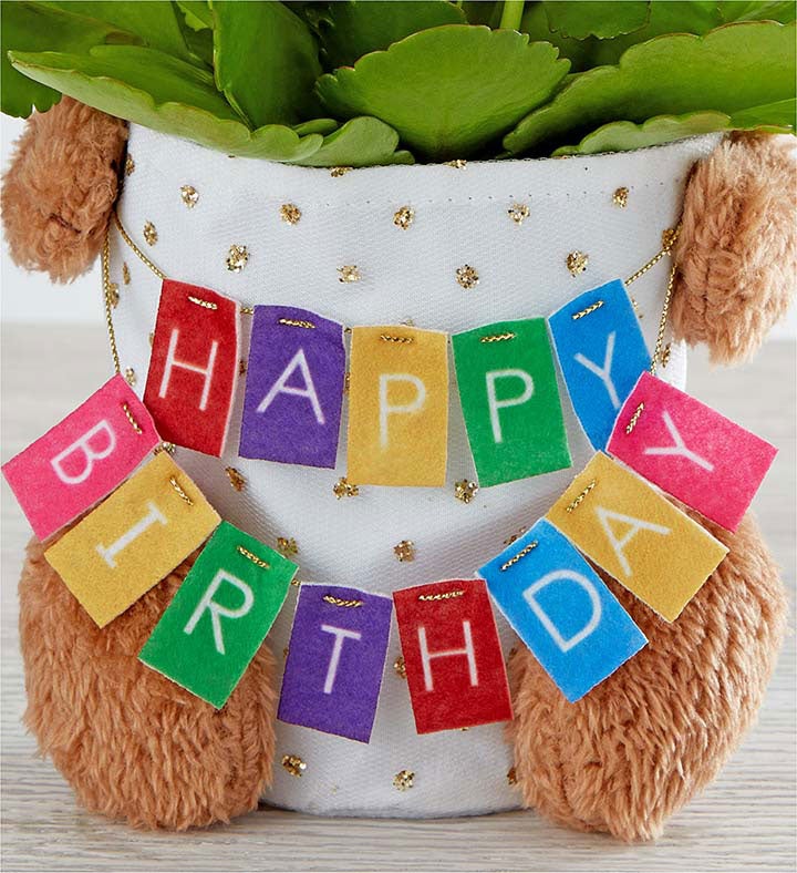 Birthday Bear Celebrations Plant™