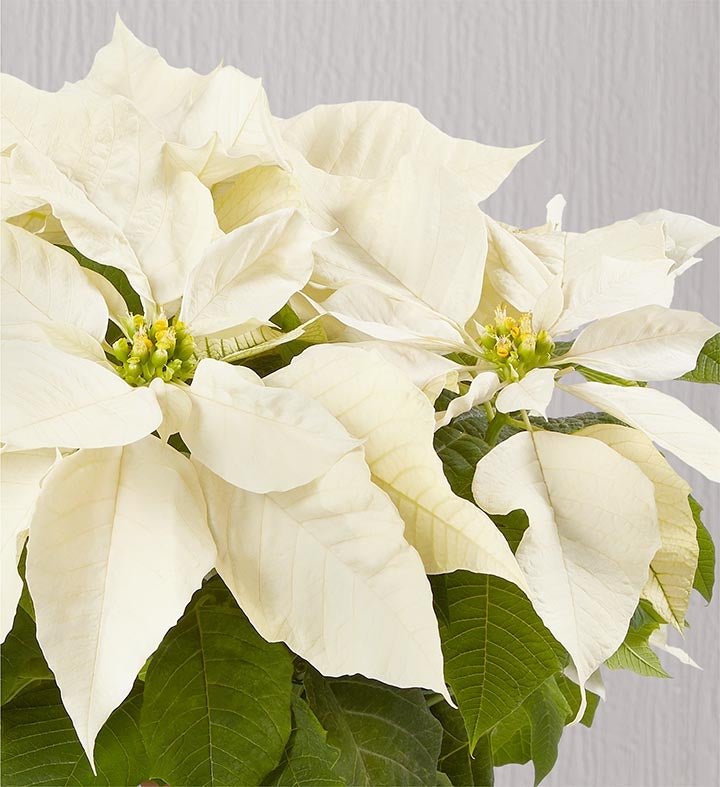 Silent Night White Poinsettia