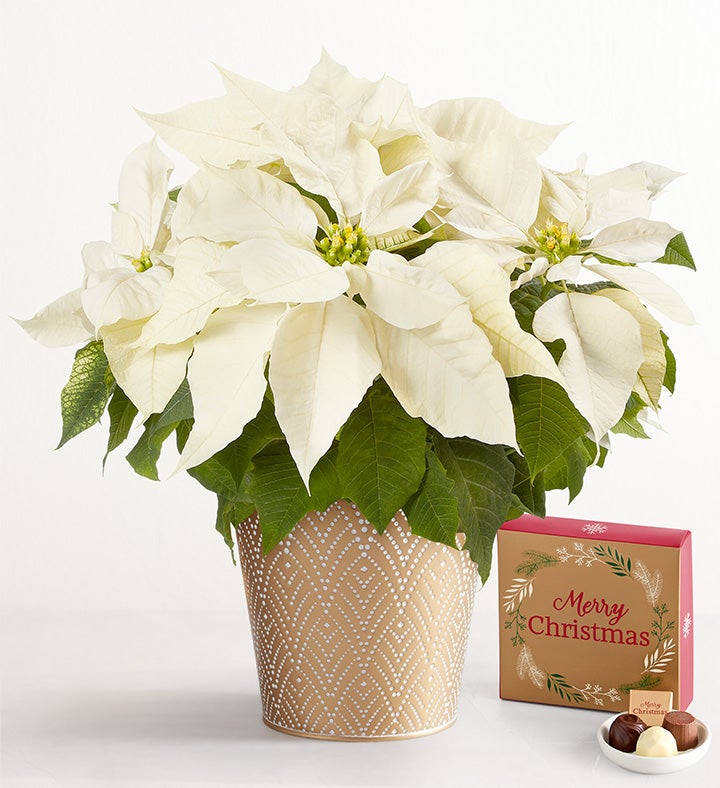 Silent Night White Poinsettia