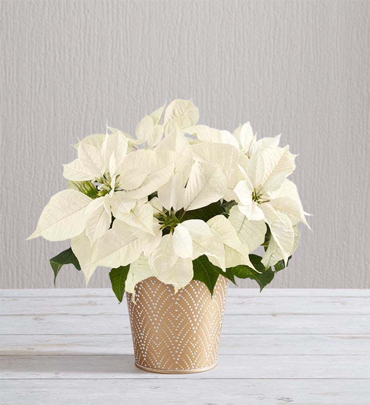 Silent Night White Poinsettia For Sympathy