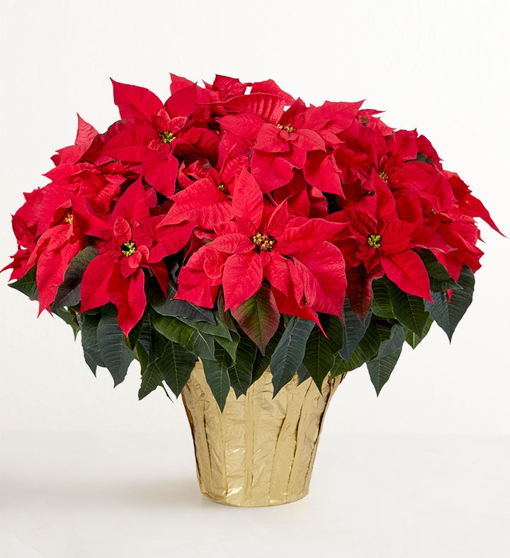 Red Holiday Poinsettia Floor Plant