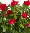 Christmas Cardinals Red Rose Plant