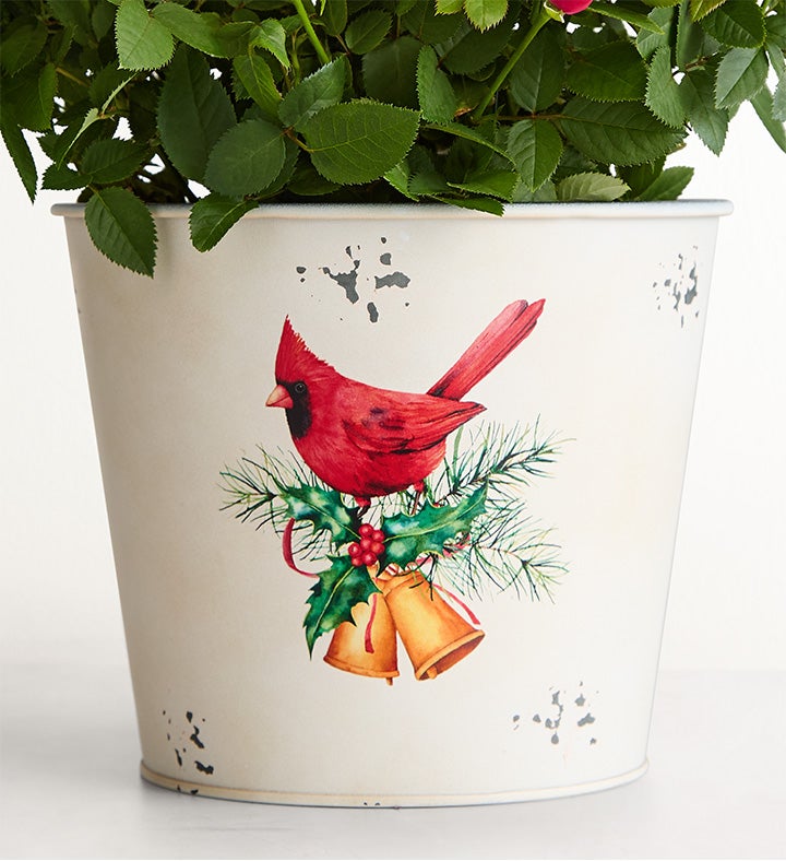 Christmas Cardinals Red Rose Plant