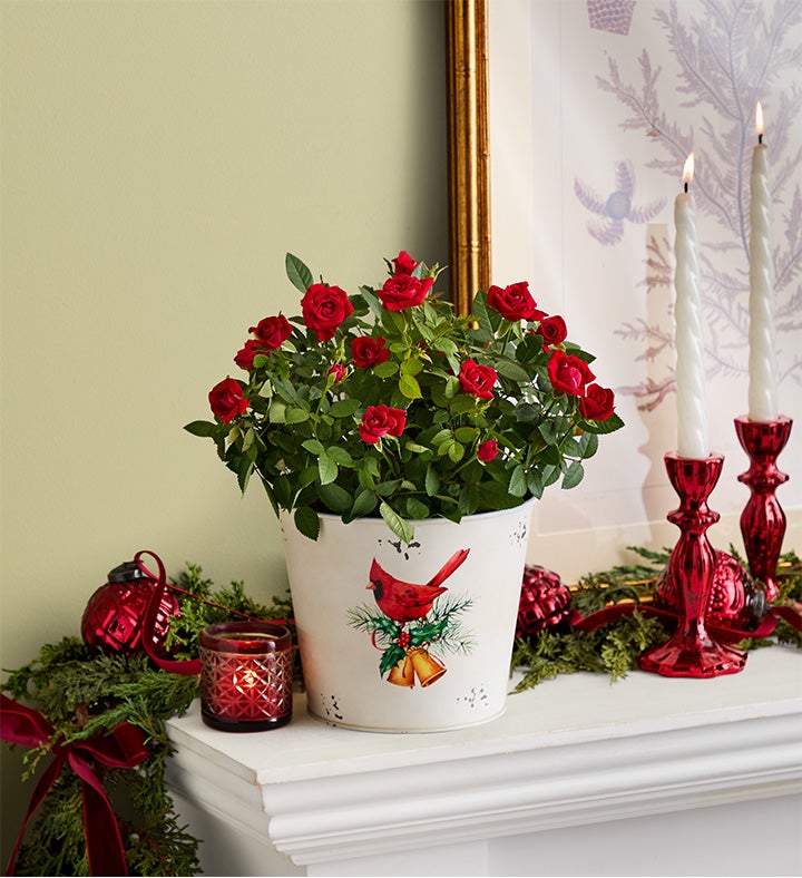 Christmas Cardinals Red Rose Plant
