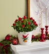 Christmas Cardinals Red Rose Plant