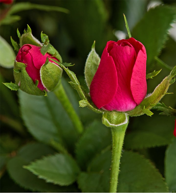 Christmas Cardinals Red Rose Plant