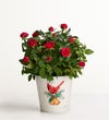 Christmas Cardinals Red Rose Plant
