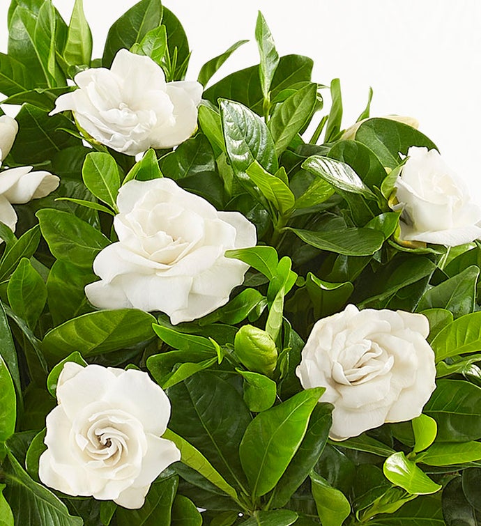Winter White Gardenia Plant