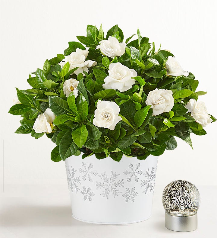 White Winter Gardenia Plant