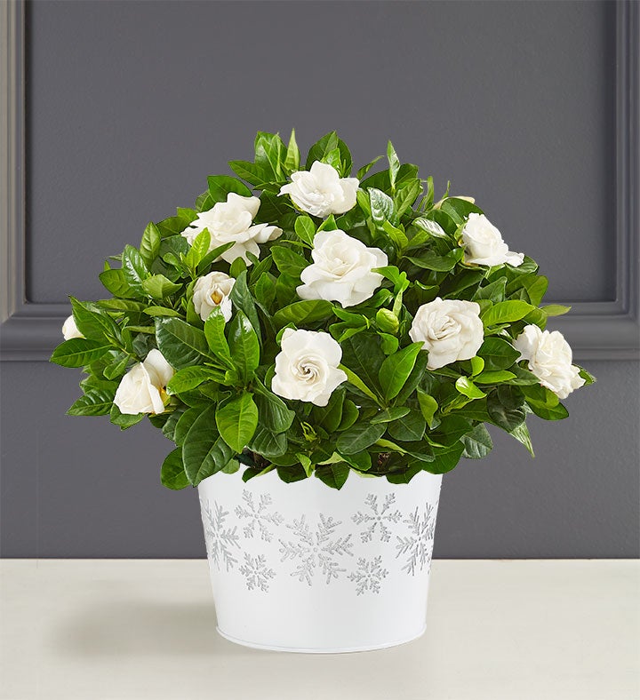 White Christmas Gardenia Plant