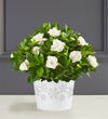 White Christmas Gardenia Plant