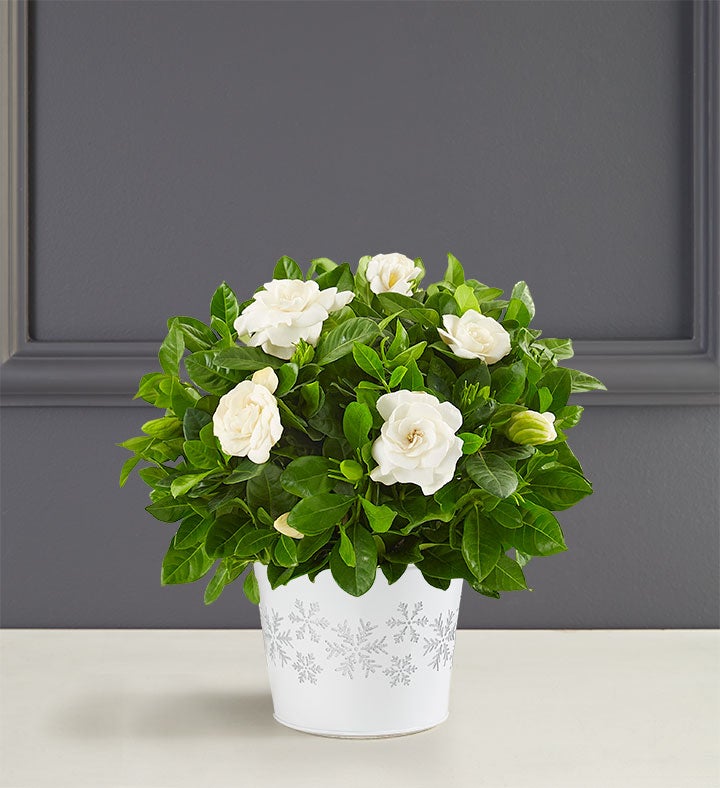 White Christmas Gardenia Plant