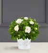 White Christmas Gardenia Plant