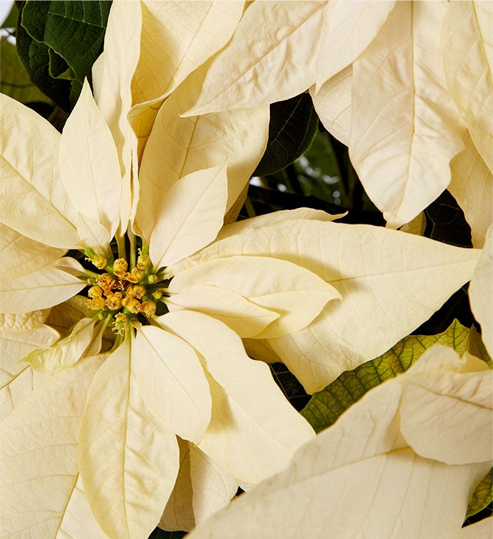 White Holiday Poinsettia Floor Plant