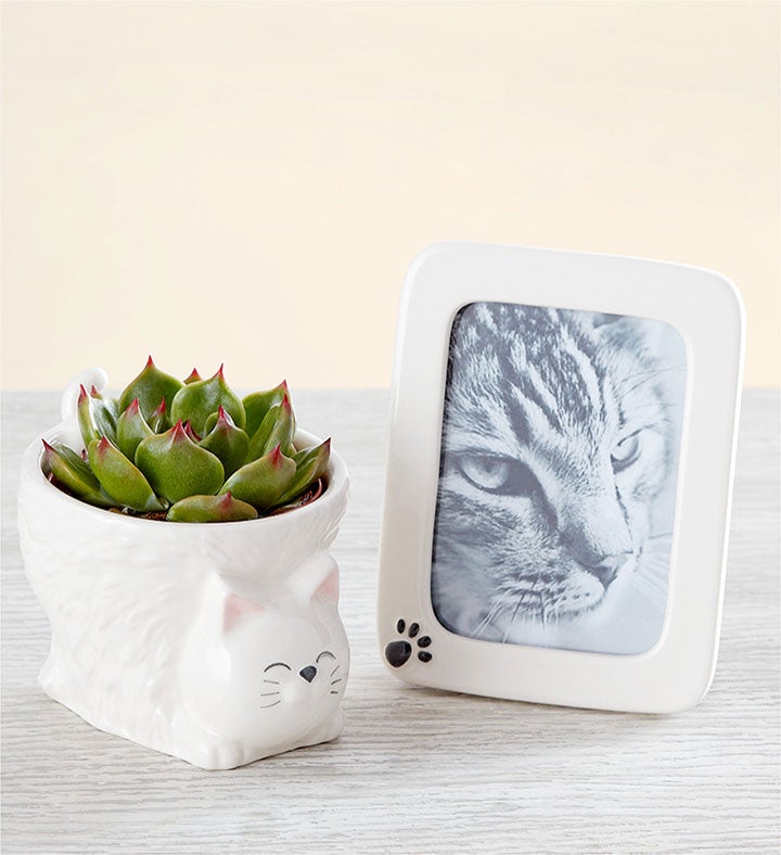 My Pawfect Pet™ For Sympathy