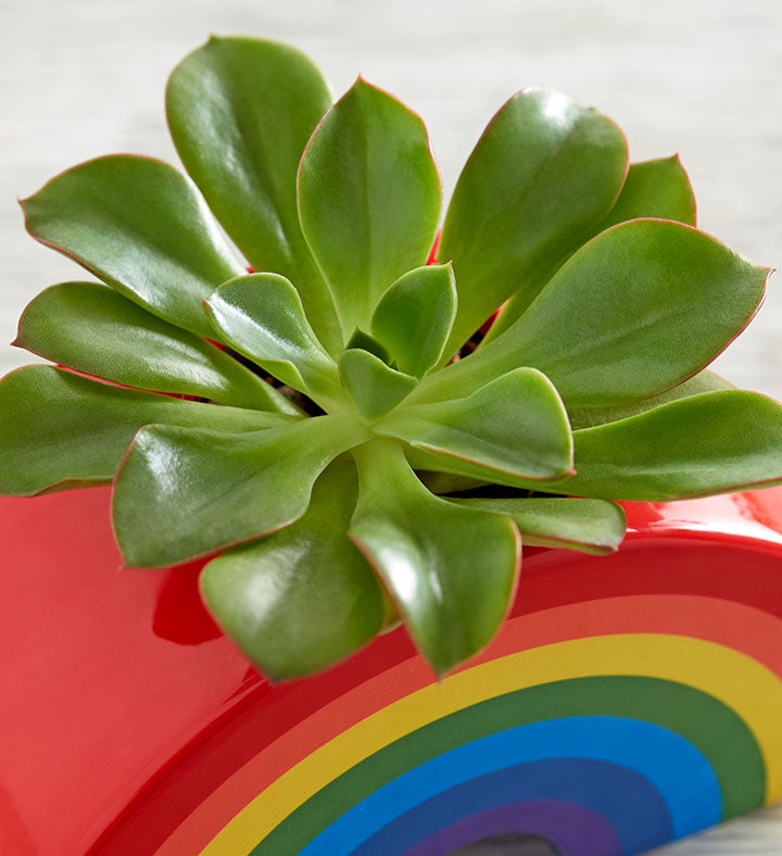 Sunshine & Rainbow Mini Succulent