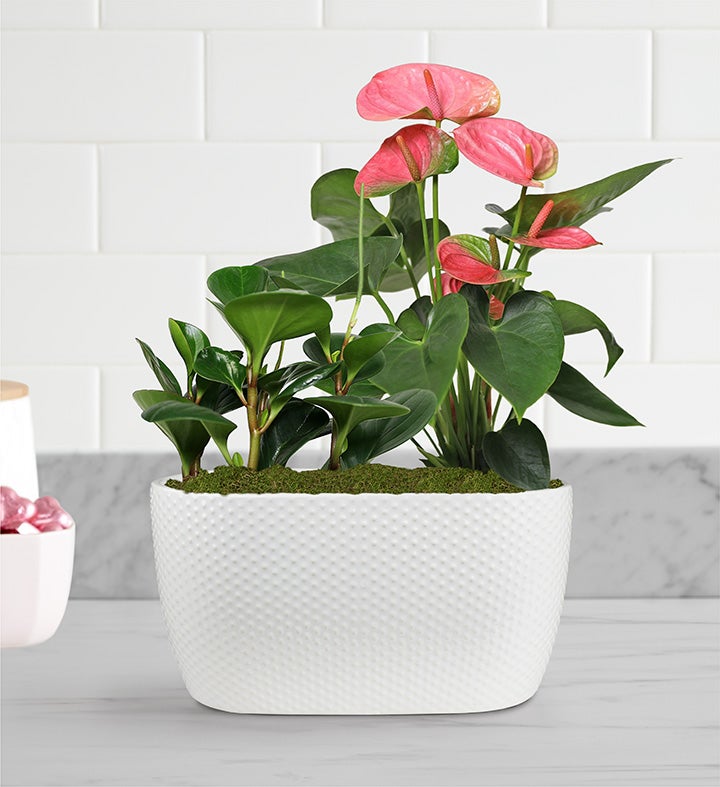 Anthurium and Peperomia Duo