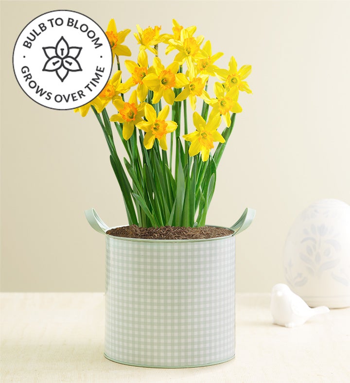 Delightful Daffodils Bulb Garden