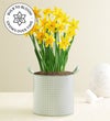 Delightful Daffodils Bulb Garden