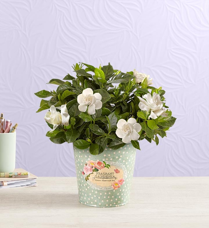 Fragrant Gardenia™