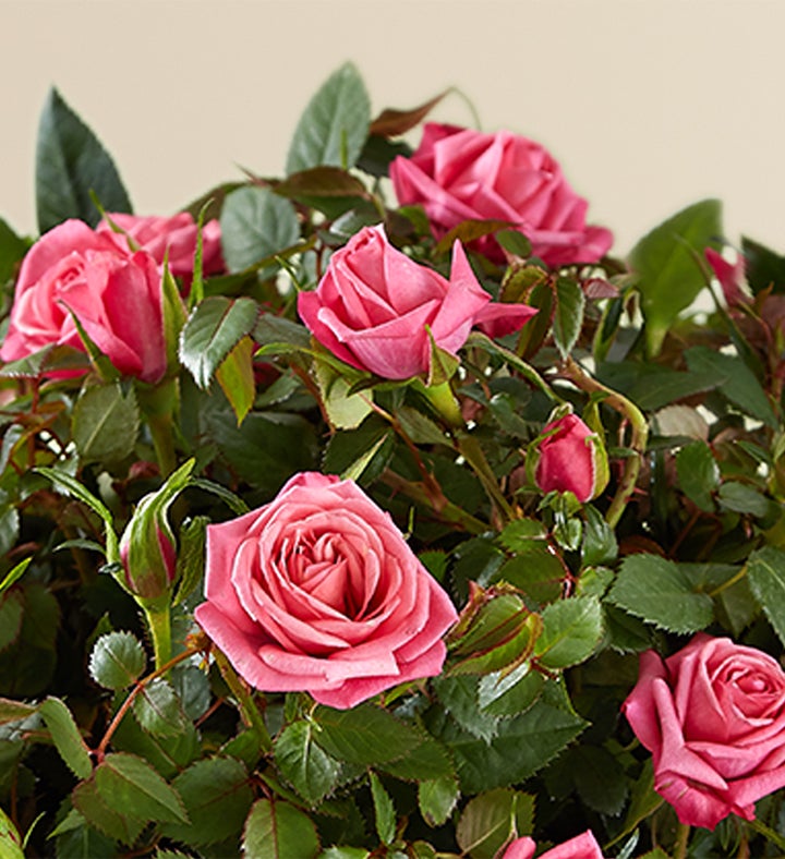 Pink Rose in Natural Wrap | 1800Flowers.com