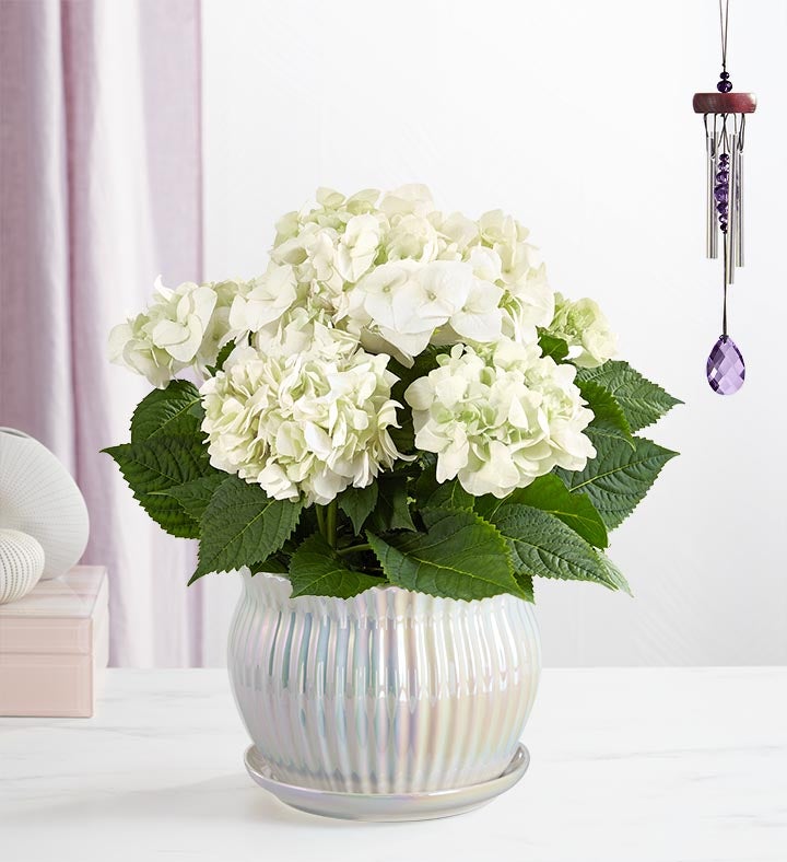 Blissful Blooming Hydrangea