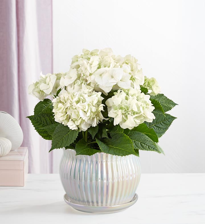 Treasured Memories Hydrangea