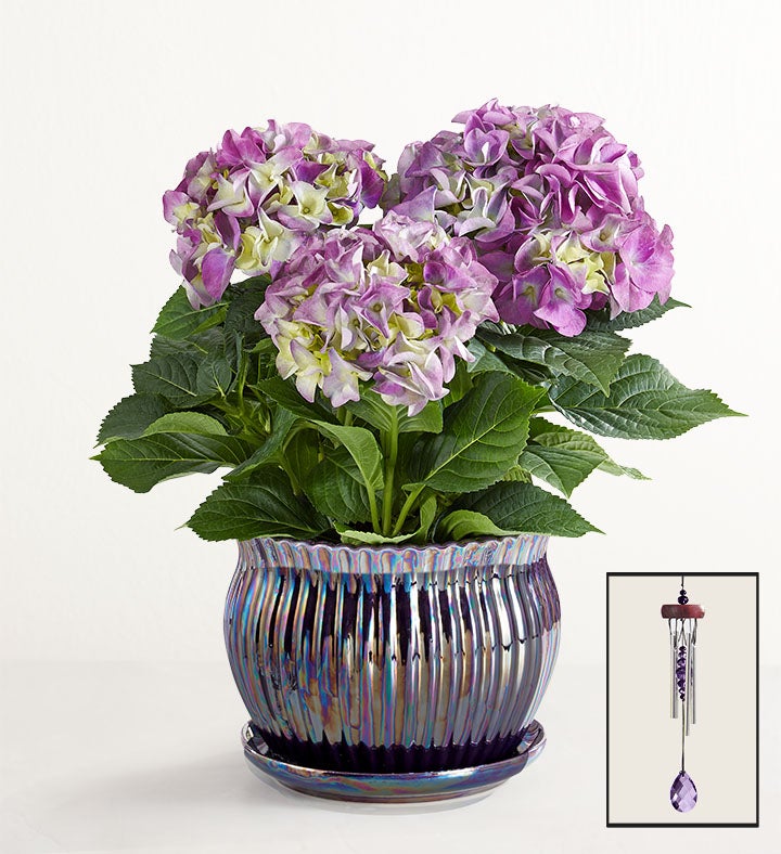 Blissful Blooming Hydrangea