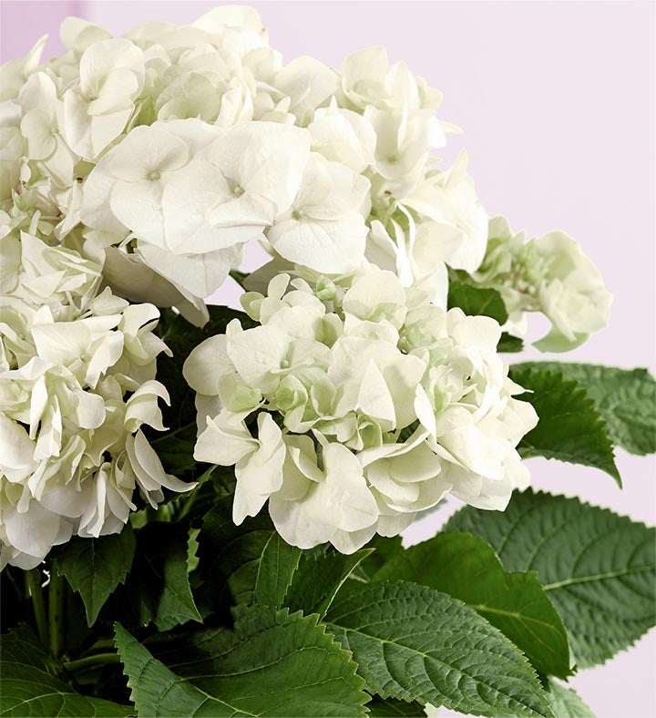 With Love Hydrangea