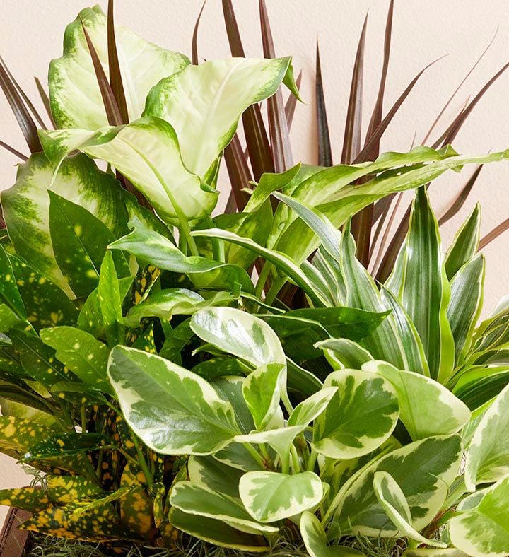 Zen Dish Garden | 1800Flowers.com