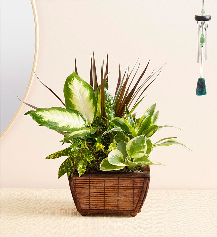 Sympathy Zen Dish Garden