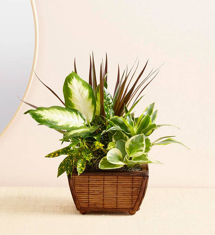 Sympathy Zen Dish Garden