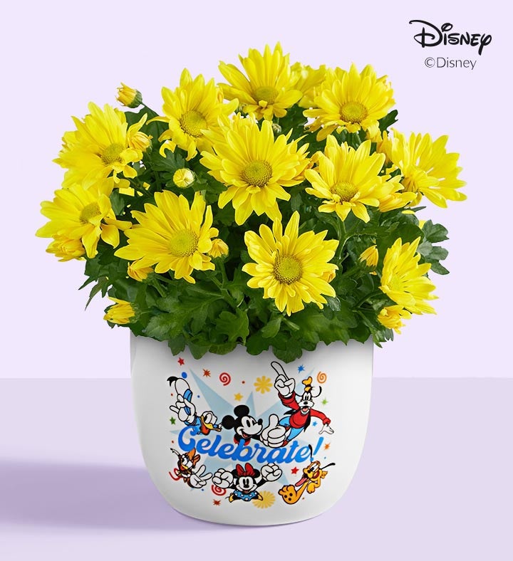 Disney Celebration Mum Plant