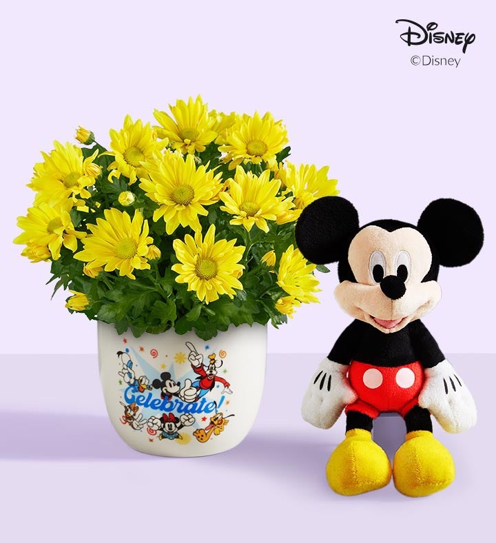 Disney Celebration Mum Plant