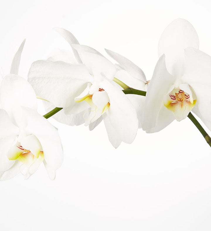 Large Phalaenopsis Orchid