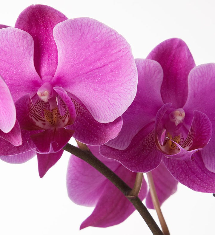 Large Phalaenopsis Orchid