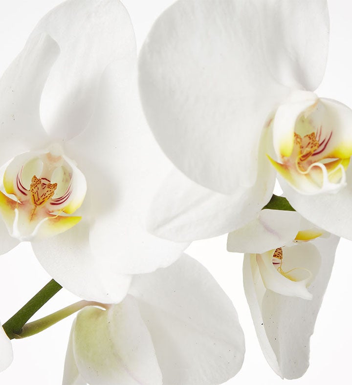 Large Phalaenopsis Orchid